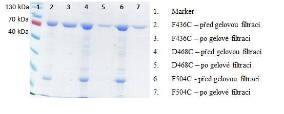 Obr. 46: SDS-PAGE provedená po gelová filtraci, kdy je patrná ztráta nebo vyředění proteinu z roztoku. Obarvena Commassie Brilliant Blue. 4.2.4.4. Zakoncentrování proteinů na podobnou výslednou koncentraci Vzhledem k nízké a rozdílné koncentraci purifikovaných proteinů jsem se rozhodla je více zakoncentrovat.