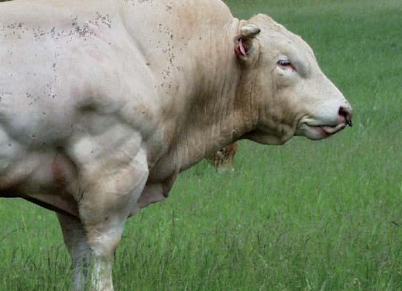 Hmotnost dospělých zvířat se pohybuje mezi 1300 a 1500 kg u býků, při výšce 165 cm a mezi 850 a 1100 kg u krav s výškou 155 cm.