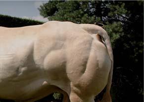 Systém šlechtění a produkce inseminačních dávek ve Francii se snaží uspokojit všechny potřeby chovatelů. To, co platí pro inseminační býky, platí i pro býky v přirozené plemenitbě.