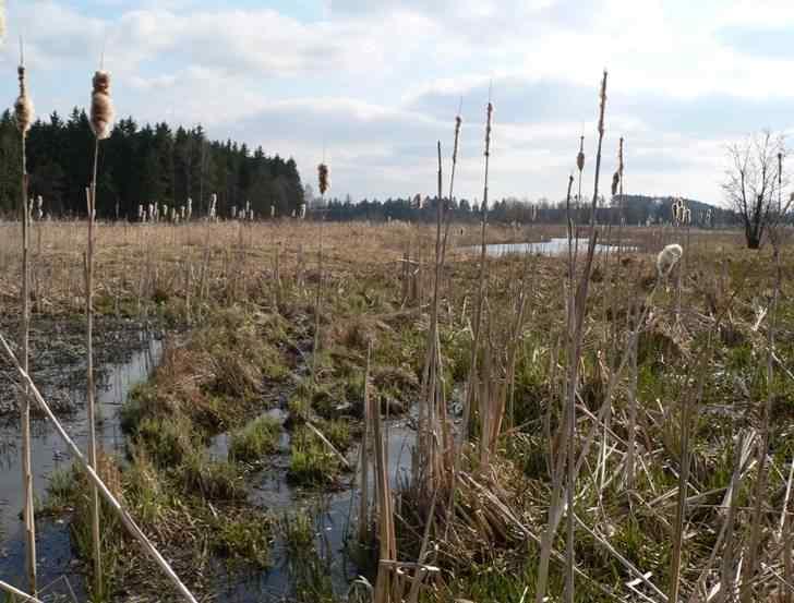 Biotopy suchozemská fáze (mimo