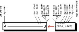 lysogenní selekce bakteriofágových vektoru LAMBDA FIX II VEKTOR ( bakteriofágový vektor) - selekce se provádí na speciálním kmeni E.coli (lysogenní pro P2 bakteriofága, tzn.