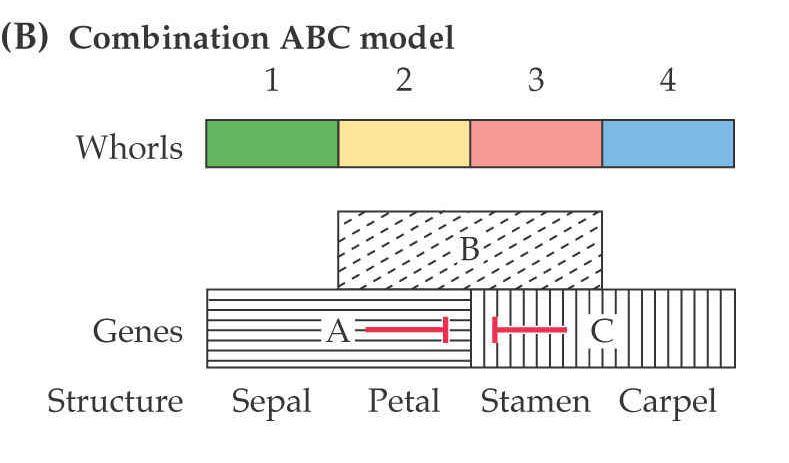 A, B, C B A C AP2 řídí pole A = sepals + petals AP3 / PI