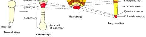centrum Srdčité stádium: tři oblasti Apikální oblast dělohy a apikální meristém Střední oblast