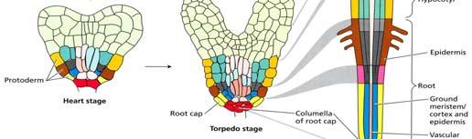 srdčité stádium: tři oblasti Protoderm epidermis Základní meristém kortex, endodermis (kořen a