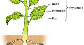 orgánů tvořících primární rostlinné tělo Modulární