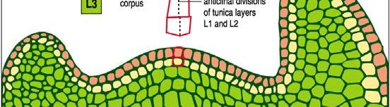 http://maize-meristems.plantgenomics.iastate.