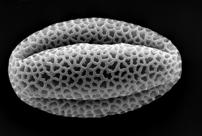 Pektiny Sporopolenin Pollenkitt / pollen coat 1) Stěna oddělující mikrospory v tetrádě 2) Prvotní stěna