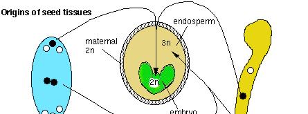 Vaječná buňka 2n embryo Centrální