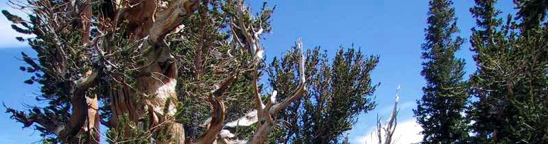 (Bristlecone Pine), Wheeler Peak, Nevada, USA, Donald R.