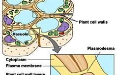 cykly rostlin a