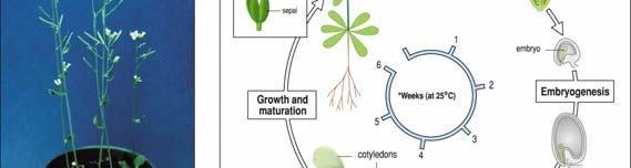 generační doba (od semena k semeni 6-8 týdnů)