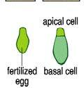 Apikální konec hustá cytoplasma Embryo