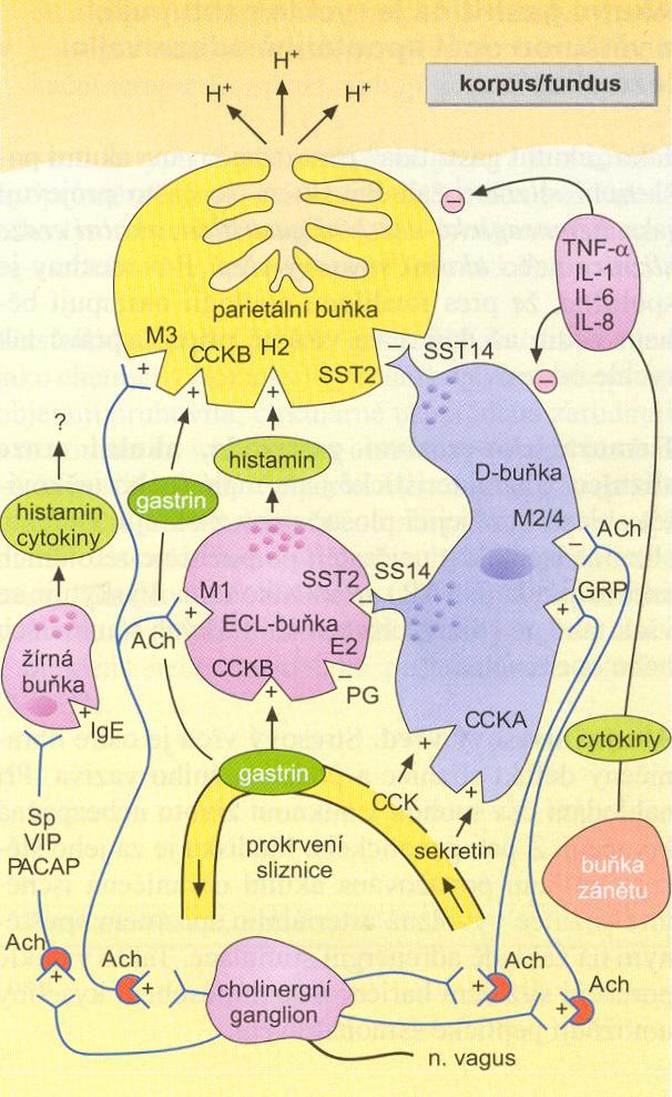 CCK cholecystokinin GRP gastrin releasing peptide Regulace sekrece kyseliny: Interakce mezi D-bu kami, ECLbu kami a parietálními bu kami Gastrin stimuluje ECL ( enterochfromaffin-like cell ) bu ku k