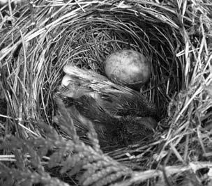 Obr. 1. Hnízdo pěnice slavíkové (Sylvia borin) s mládětem ve stáří asi 1 týden (Markoušovice, 9. VIII.