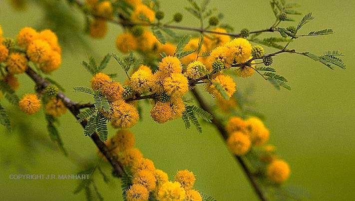 Casuarina