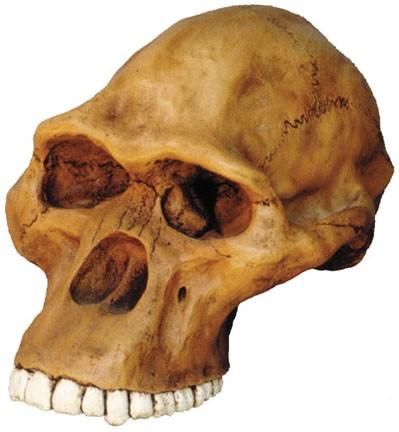 Australopithecus africanus 3-1,5 mil let, jižní Afrika (Sterkfontain) gracilní australopiték popsán prof.