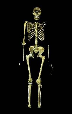 Homo erectus mladík z Nariokotome Zemřel ve věku 11-13 let před 1,5 mil