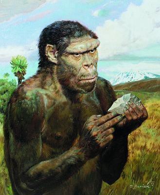 Homo erectus -