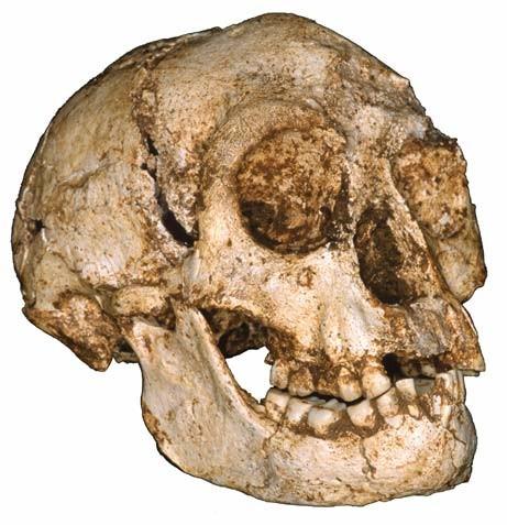 Homo floresensis nové nálezy z ostrova Flores trpasličí lidé Snad jde o