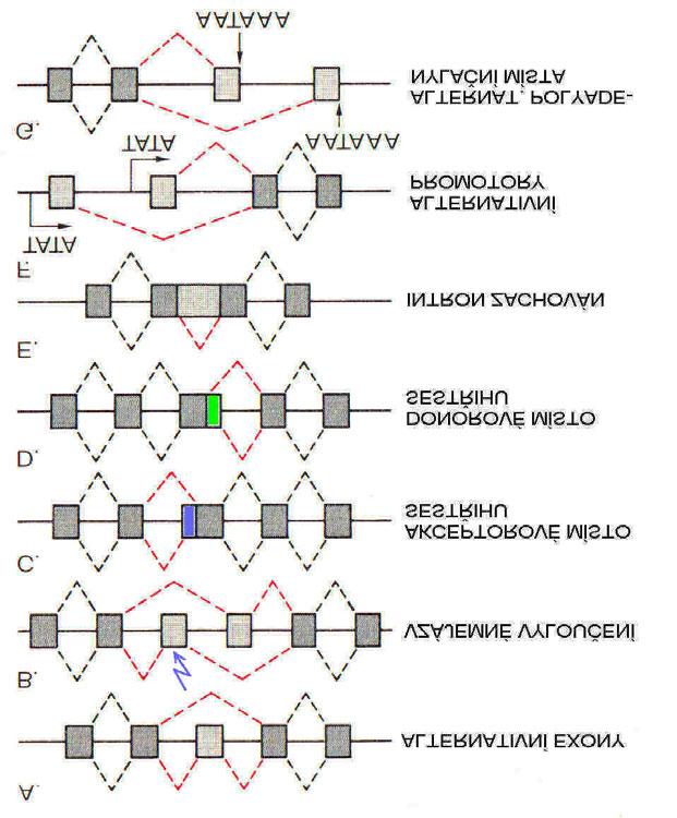 3. Molekulární fyziologie genu Molekulární organizace eukaryontního genu (obr. 3) embryonální buněčné klony malformace hypoteticky: méněcenné buněčné klony Somatické mutace autoimunitní procesy příp.