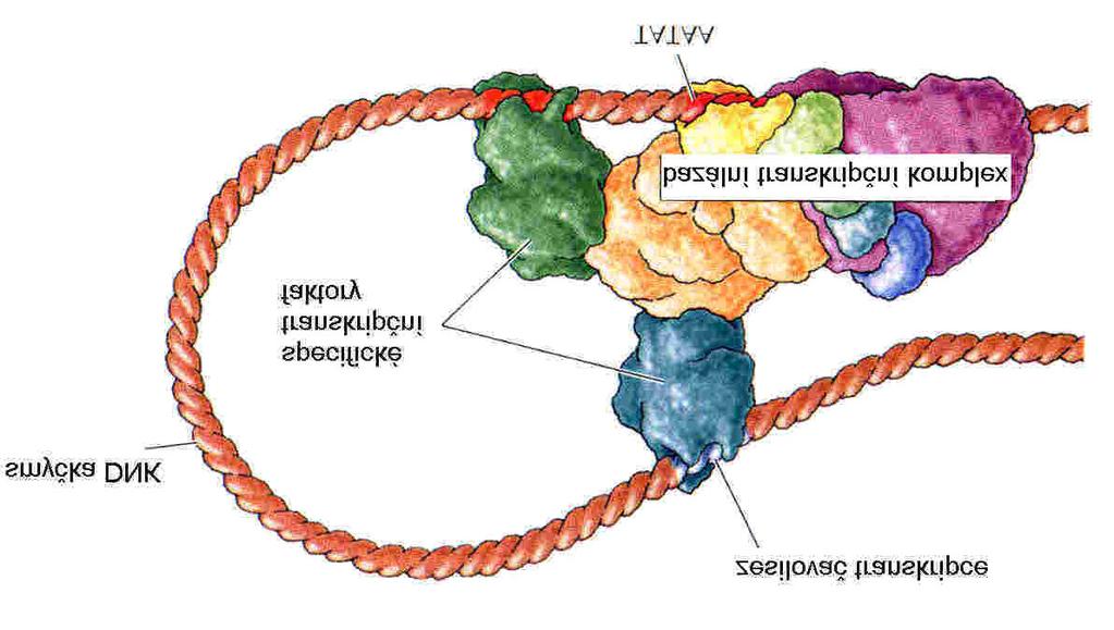 Úloha transkripčních faktorů TF = specifické proteiny nutné k tomu, aby polymeráza II zahájila transkripci Vazba TF na specifické sekvence =