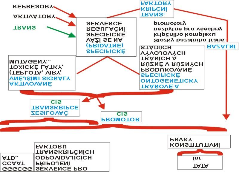 transkripce PROMOTOR Spojuje regul. proteiny s RNK polymerázou II ZESILOVAČ TRANSKRIPCE Spojuje regul. proteiny s bazálním transkripčním komplexem (obr.