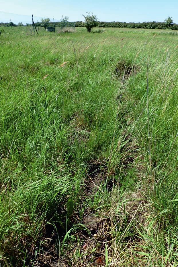 DŘEVOJAN P. ET AL.: ENTOSTHODON HUNGARICUS NOVÝ DRUH BRYOFLÓRY ČR Obr. 3. Stanoviště druhu Entosthodon hungaricus na lokalitě Wolfovy studánky u Újezdu u Brna, 19. 5. 2017. Foto S.