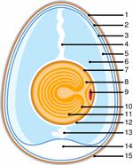 Žloutková (vitelinová) membrána se dělí na pevnou a pružnou. Skládá se z několika vrstev, nachází se na povrchu žloutku.