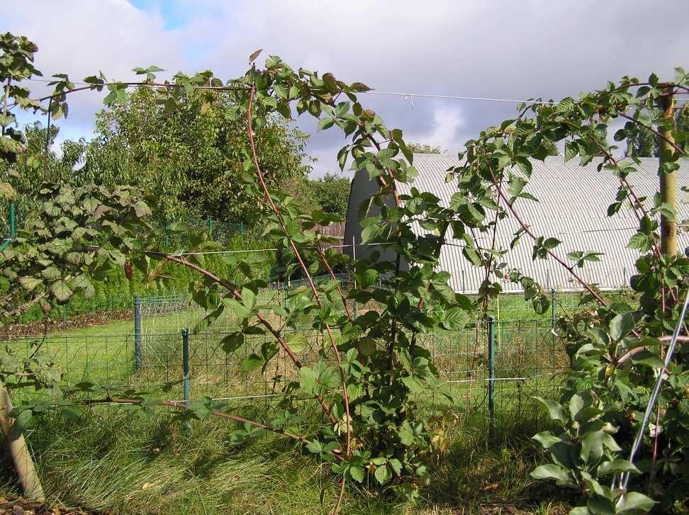 Vedení ostružiníku na drátěnce Na tomto obrázku je ostružiník