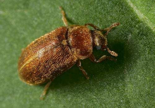 Běžné choroby a škůdci Malinovník plstnatý Ochrana: postřik insekticidem Ostružiník v době květu