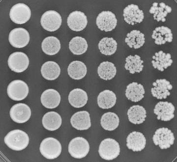 Plasmid pjk01 zvyšuje více rezistenci k benomylu buněk s mutací prp45(1-169) neţ buněk PRP45 WT (Obr 6). benomyl: 0 µg/ml 50 µg/ml 1 2 3 4 5 6 Obr.