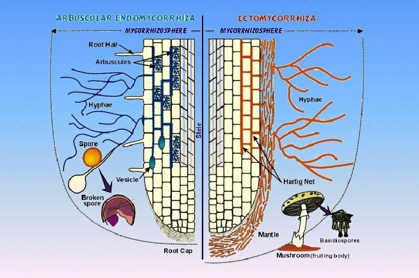 Symbiotické vztahy rostlina - houba