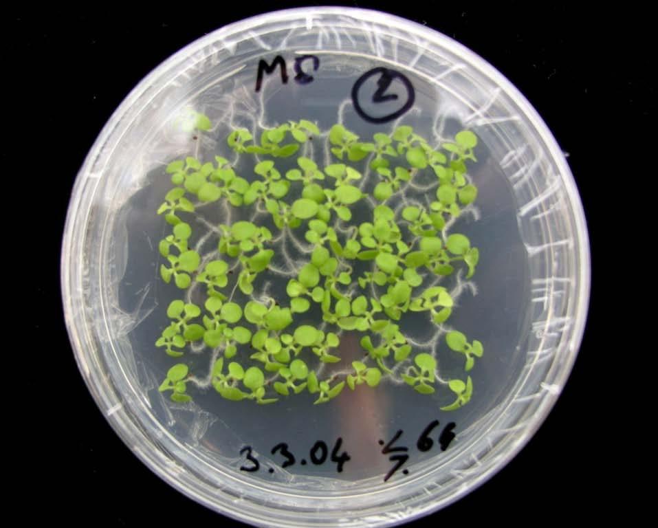 Selekce transgenních rostlin 100%