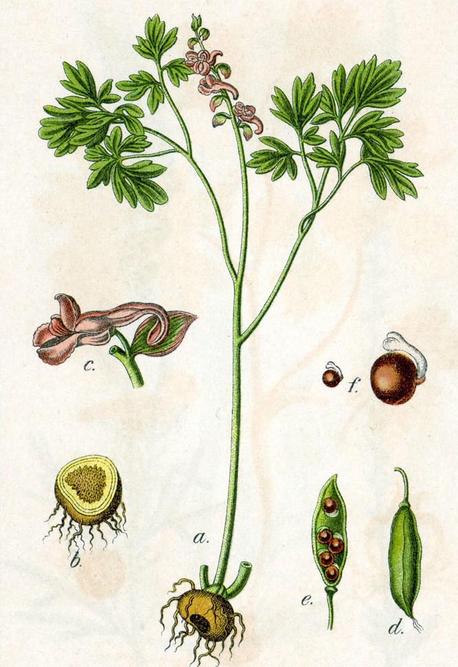 2.2. Corydalis cava Corydalis cava (L.) Schw. et Koerte dymnivka dutá z čeledi Fumariaceae je vytrvalá bylina, která roste zejména ve střední a jižní Evropě a na Kavkaze.