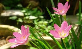 2.3. Zephyranthes robusta Zephyranthes robusta Baker z čeledi