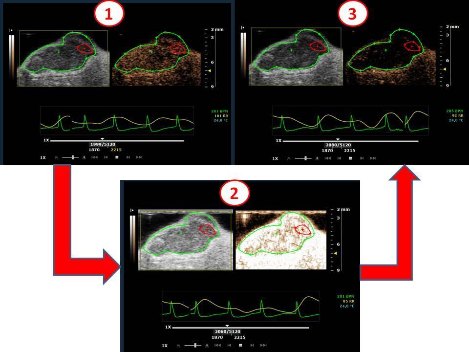 The original images acquired from VEVO 2100 system are displayed on figure 3. figure 4.