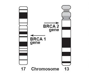 1 BReast CAncer geny V roce 1994 a 1995 byly objeveny tumor supresorové geny BRCA1 a BRCA2, jejichž mutace může zvyšovat riziko vzniku nádorových onemocnění [1].