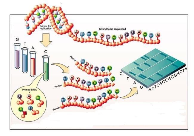 5.2.1 Metoda přímého sekvenování DNA (DS) Touto metodou se detekují malé změny v genetické sekvenci.