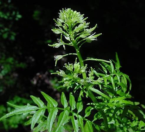 Cardamine v chlopních roste při dozrávání napětí na vnější impuls se chlopně prudce otevřou svíjejí se směrem nahoru vystřelí