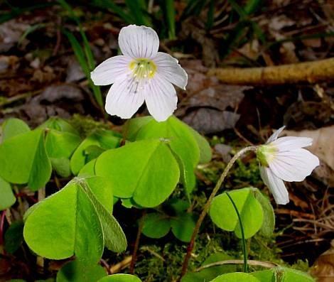 Oxalis dvouvrstevné osemení vnější vrstva dužnatá, obsahuje škrob, při dozrávání se mění škrob v cukr, buňky botnají tlak 1,7-1,8 MPa vnitřní vrstva tuhá, drsná s