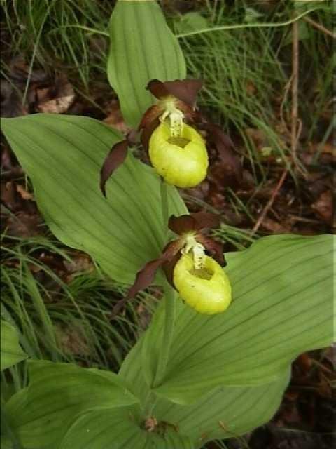 Cypripedium calceolus v tobolce se tvoří až několik set tisíc semen uvolnění po nárazech větru nebo za sucha mohou vypadávat embryo nedostatečně vyvinuté, bez endospermu mezi osemením a zárodkem je