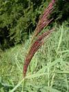 Phragmites Eriophorum klíčivých semen velmi málo na vodě