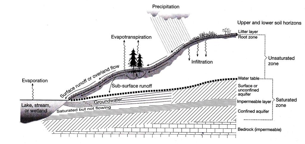 část srážek se ztratí evaporací/evapotranspirací množství, časové rozložení,
