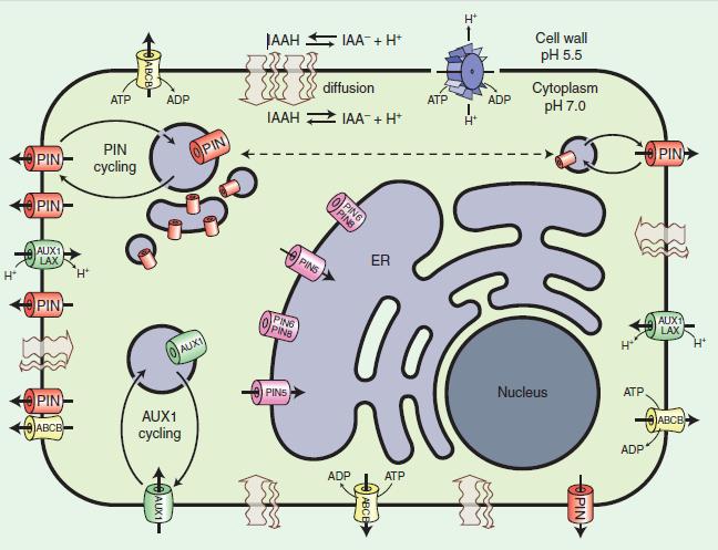 2.2.2 Proteiny AUX1/LAX K transportu disociovaných molekul auxinu do buňky slouží specifické přenašeče z rodiny AUXIN-RESISTANT1/LIKE AUX (AUX1/LAX, Bennett a kol.