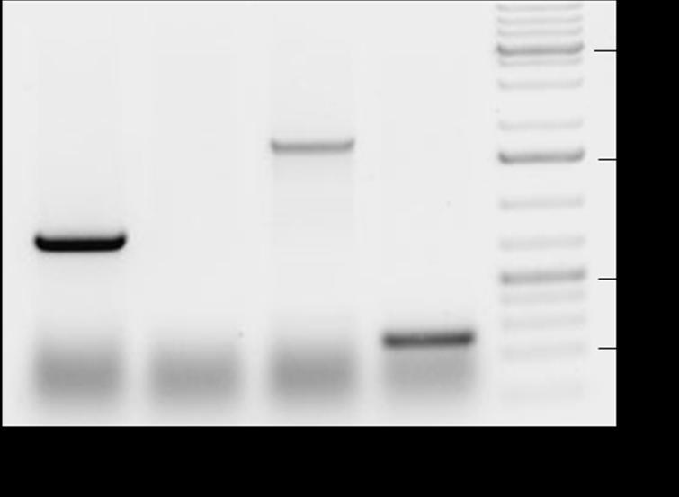 Přítomnost homologů vybraných AGC kináz v buňkách BY-2 byla nejprve zjišťována pomocí PCR na genomické DNA (obr. 25).
