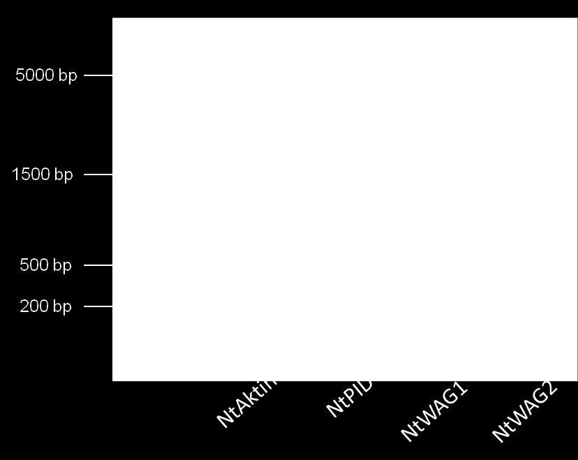 analyzovány pomocí elektroforézy na agarózovém gelu.