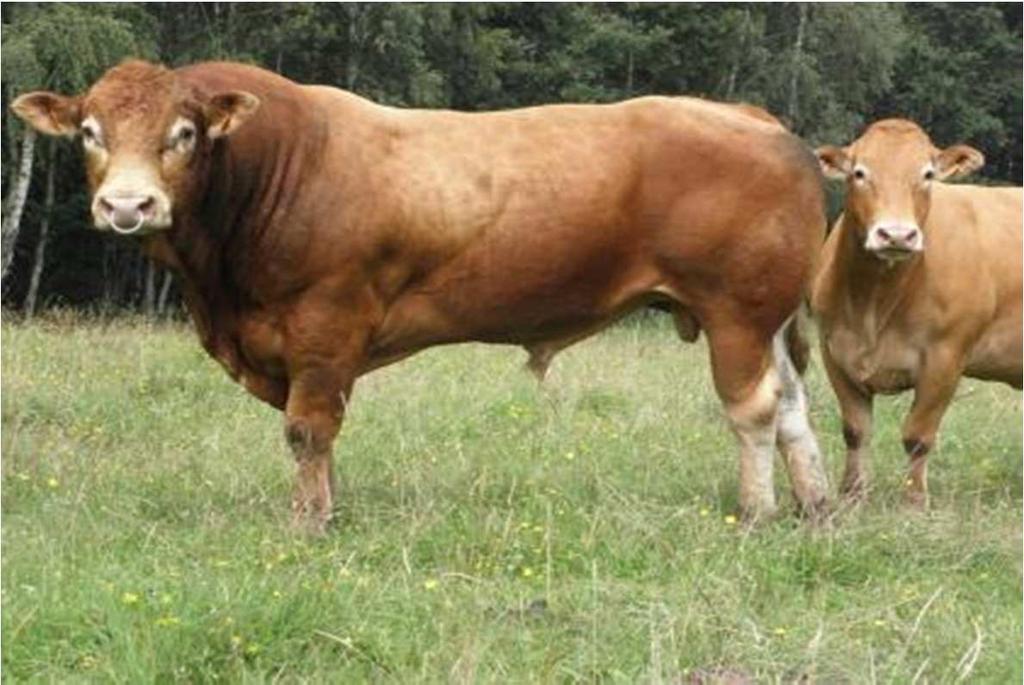GOLDIES JACKPOT (A. FOREMAN x S. RAGTIME) 1190,- Kč doporučujeme Jackpota můžeme označit jako TOP UK býka naší nabídky.