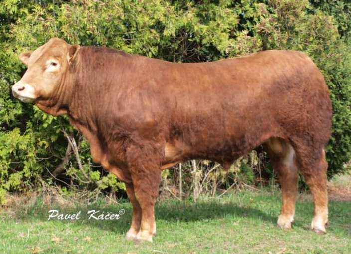 ECRIN Pp (VRAI P x DAUPHIN) 600,- Kč Francouzský, prověřený býk typu elevage Ecrin Pp přináší chovatelům do stáda nejen bezrohost, ale i rámec s odpovídajícím osvalením.