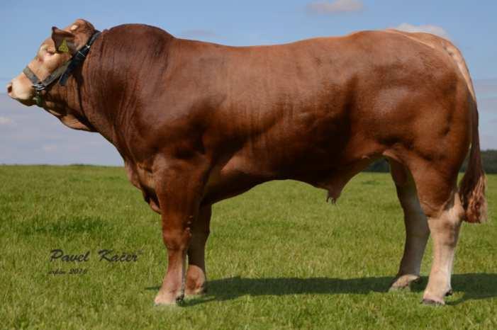 AMPERTAINE GIGOLO (AMPERTAINE COMANDER x RONICK GAINS) 960,- Kč Gigolo je býk, který v sobě téměř ideálně spojuje vynikající exteriér, plemenné hodnoty i famózní původ.
