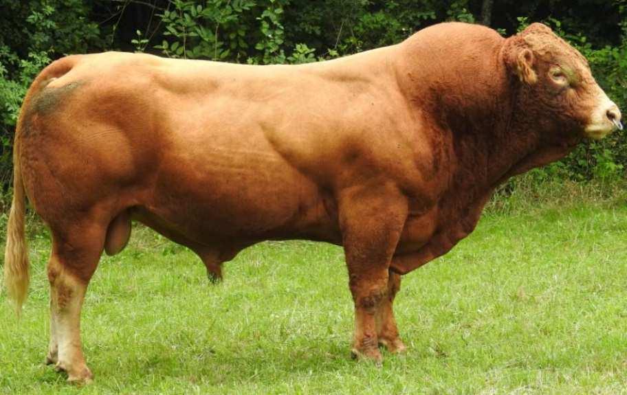 JOST Pp (JASPER Pp x COGNOS Pp) 750,- Kč Heterozygotně bezrohý býk, nepříbuzný na českou populaci.